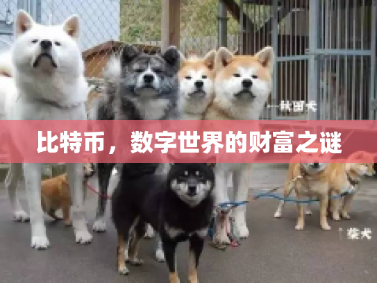 比特币，数字世界的财富之谜