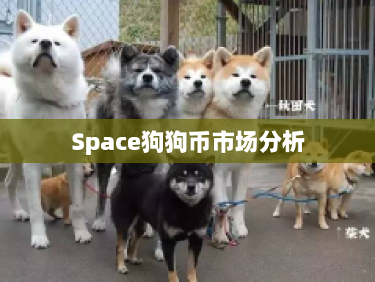 Space狗狗币市场分析