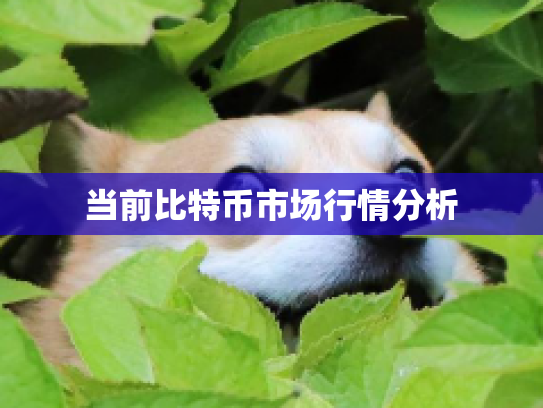 当前比特币市场行情分析