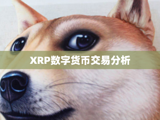XRP数字货币交易分析